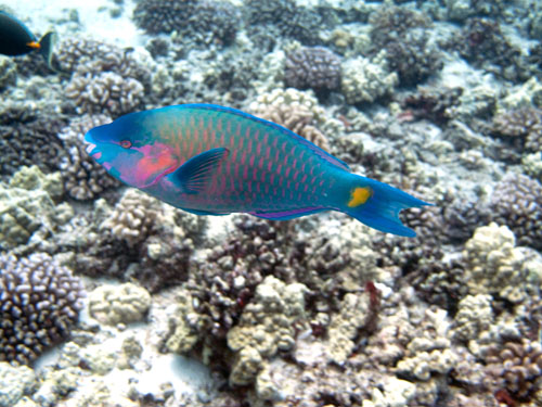 012 Palenose Parrotfish
